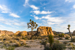 3-DAY WORKSHOP FIELD STATION, JOSHUA TREE